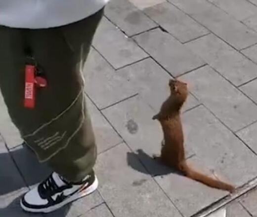 武汉解封首日黄鼠狼上街讨饭 狗为伴侣动物拟禁食