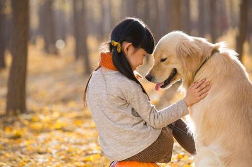 武汉解封首日黄鼠狼上街讨饭 狗为伴侣动物拟禁食