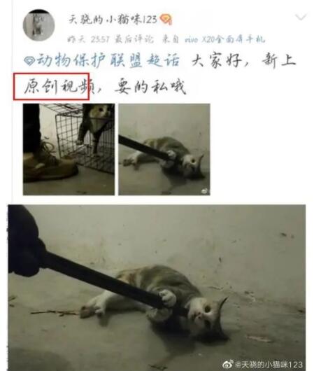 拍摄虐猫视频大学生道歉 事情始末详情及真实画面介绍 拍摄虐猫视频大学生道歉 事情始末详情及真实画面介绍