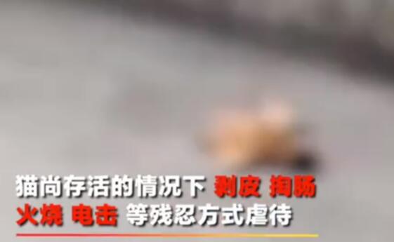 拍摄虐猫视频大学生道歉 事情始末详情及真实画面介绍 拍摄虐猫视频大学生道歉 事情始末详情及真实画面介绍