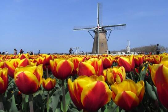 日本景点砍80万株郁金香 上演硬核防疫现场一片狼藉 日本景点砍80万株郁金香 上演硬核防疫现场一片狼藉