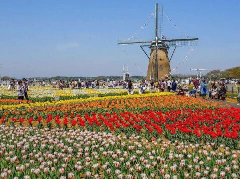 日本景点砍80万株郁金香 上演硬核防疫现场一片狼藉 日本景点砍80万株郁金香 上演硬核防疫现场一片狼藉