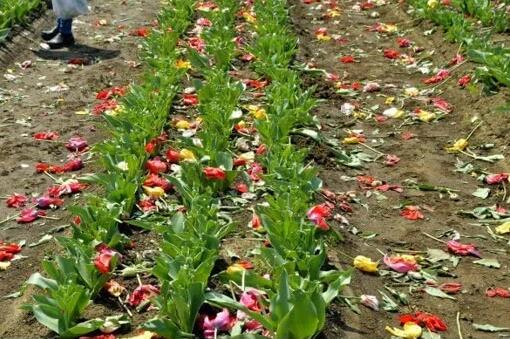 日本景点砍80万株郁金香 上演硬核防疫现场一片狼藉 日本景点砍80万株郁金香 上演硬核防疫现场一片狼藉