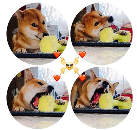 王珞丹问瓢哥能退货吗 向往的生活第四季什么时候开播 王珞丹问瓢哥能退货吗 向往的生活第四季什么时候开播