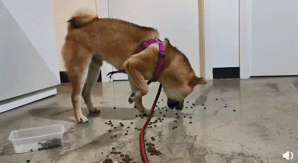 王珞丹问瓢哥能退货吗 向往的生活第四季什么时候开播 王珞丹问瓢哥能退货吗 向往的生活第四季什么时候开播