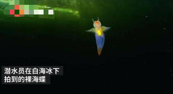俄潜水员冰下拍到裸海蝶 裸海蝶是什么长什么样子