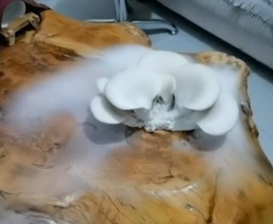 一周没去办公室茶台长出蘑菇 蘑菇颜值成为最大亮点 一周没去办公室茶台长出蘑菇 蘑菇颜值成为最大亮点