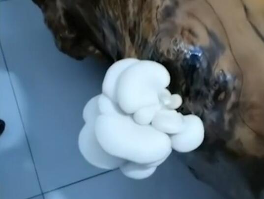 一周没去办公室茶台长出蘑菇 蘑菇颜值成为最大亮点 一周没去办公室茶台长出蘑菇 蘑菇颜值成为最大亮点