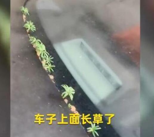 一周没去办公室茶台长出蘑菇 蘑菇颜值成为最大亮点 一周没去办公室茶台长出蘑菇 蘑菇颜值成为最大亮点