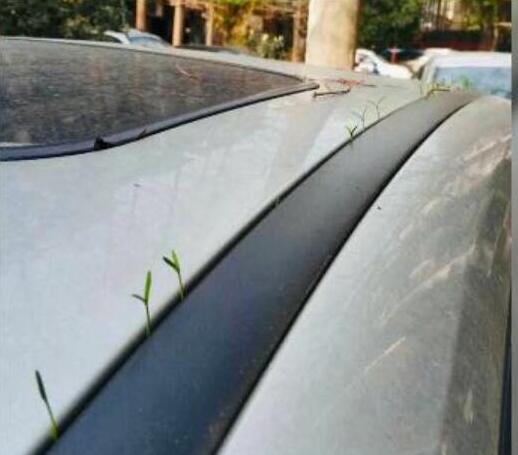 一周没去办公室茶台长出蘑菇 蘑菇颜值成为最大亮点 一周没去办公室茶台长出蘑菇 蘑菇颜值成为最大亮点