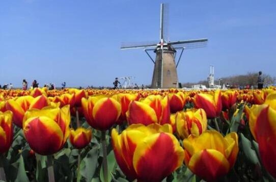 600岁巨型紫藤花被全部剪掉 现场画面曝光令人惋惜