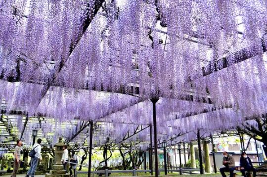 600岁巨型紫藤花被全部剪掉 现场画面曝光令人惋惜