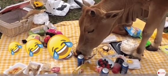 野餐还没拍好照就被牛吃了怎么回事 现场画面曝光让人哭笑不得