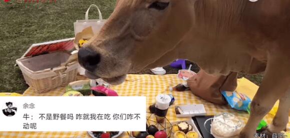野餐还没拍好照就被牛吃了怎么回事 现场画面曝光让人哭笑不得