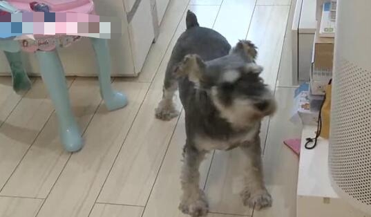 入室盗窃宠物狗全程安静围观 现场画面曝光让人哭笑不得