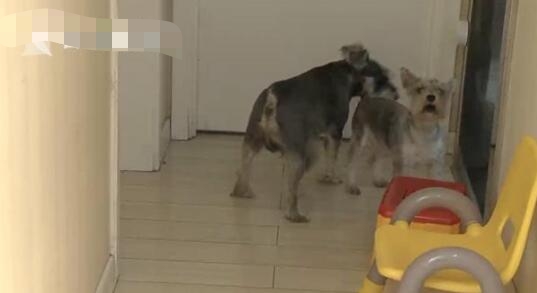 入室盗窃宠物狗全程安静围观 现场画面曝光让人哭笑不得