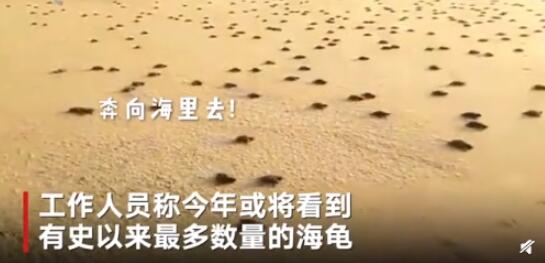 近2000万小海龟孵化奔向大海 海龟产卵还有这些奇特的习惯 近2000万小海龟孵化奔向大海 海龟产卵还有这些奇特的习惯