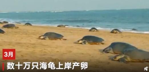 近2000万小海龟孵化奔向大海 海龟产卵还有这些奇特的习惯 近2000万小海龟孵化奔向大海 海龟产卵还有这些奇特的习惯