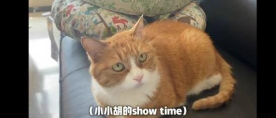 papi酱因孩子随父姓被网友嘲笑 难道说随父姓独立女性人设就崩塌了吗? papi酱因孩子随父姓被网友嘲笑 难道说随父姓独立女性人设就崩塌了吗?