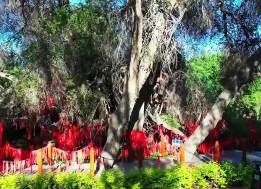 新疆千年古榆树多次枯死又再生什么情况 现场画面曝光十分壮观 新疆千年古榆树多次枯死又再生什么情况 现场画面曝光十分壮观