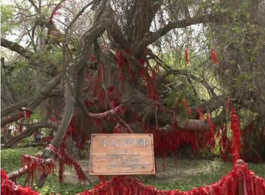 新疆千年古榆树多次枯死又再生什么情况现场画面曝光十分壮观