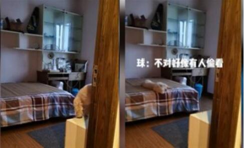 狗狗铺凉席关灯睡觉 详情画面曝光简直是成精了！