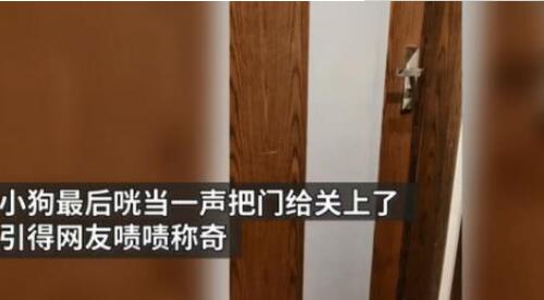 狗狗铺凉席关灯睡觉 详情画面曝光简直是成精了！