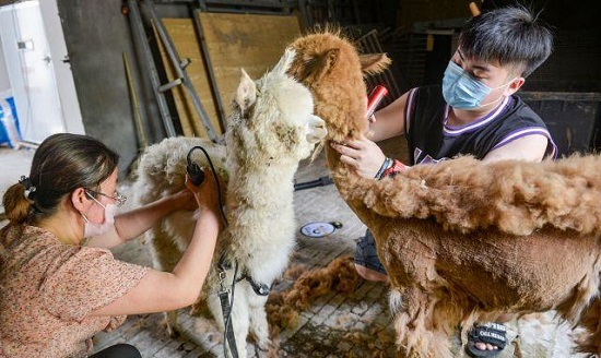 动物园迎六一给羊驼洗剪吹 现场画面曝光羊驼新造型萌翻全场