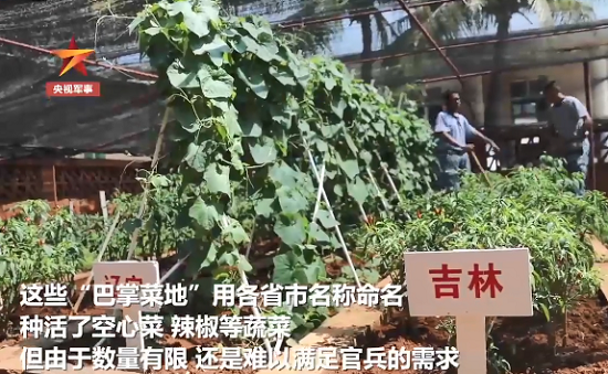 西沙战士在盐碱沙地种出蔬菜 “点沙成土”技能太厉害了！