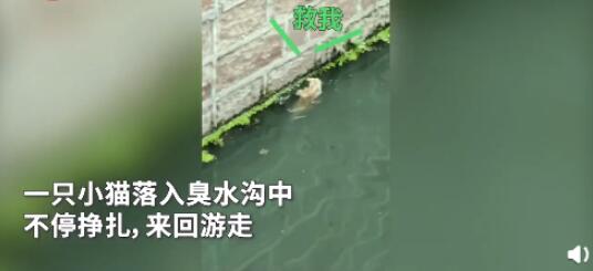 小伙下臭水沟救流浪猫 现场画面曝光小猫太聪明了 小伙下臭水沟救流浪猫 现场画面曝光小猫太聪明了