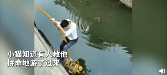 小伙下臭水沟救流浪猫 现场画面曝光小猫太聪明了 小伙下臭水沟救流浪猫 现场画面曝光小猫太聪明了