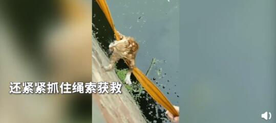 小伙下臭水沟救流浪猫 现场画面曝光小猫太聪明了 小伙下臭水沟救流浪猫 现场画面曝光小猫太聪明了