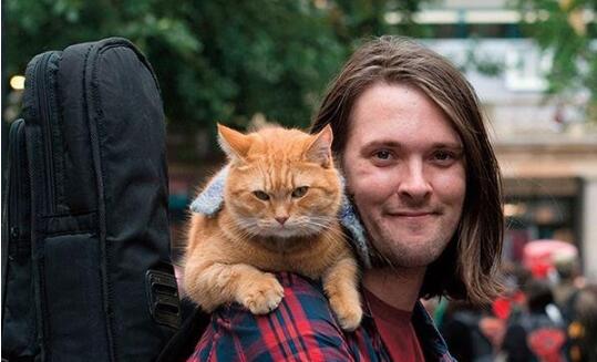 流浪猫鲍勃去世 一只猫背后的感人故事 流浪猫鲍勃去世 一只猫背后的感人故事