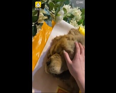 女子花2千为去世爱犬办告别仪式 现场画面曝光网友争议不断 女子花2千为去世爱犬办告别仪式 现场画面曝光网友争议不断