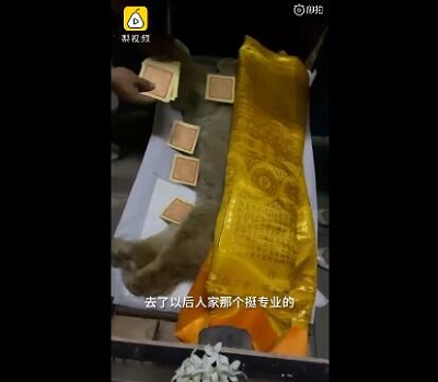 女子花2千为去世爱犬办告别仪式 现场画面曝光网友争议不断 女子花2千为去世爱犬办告别仪式 现场画面曝光网友争议不断