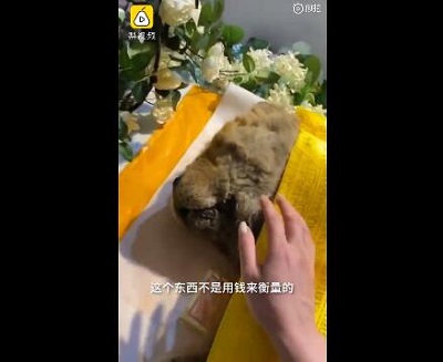 女子花2千为去世爱犬办告别仪式 现场画面曝光网友争议不断 女子花2千为去世爱犬办告别仪式 现场画面曝光网友争议不断