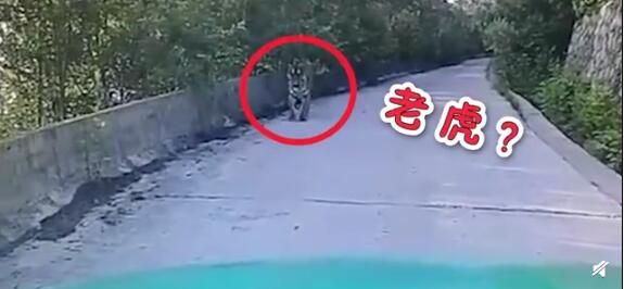 3名女子路遇黑熊被熊抱 下一秒的举动让人震惊