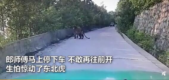 3名女子路遇黑熊被熊抱 下一秒的举动让人震惊