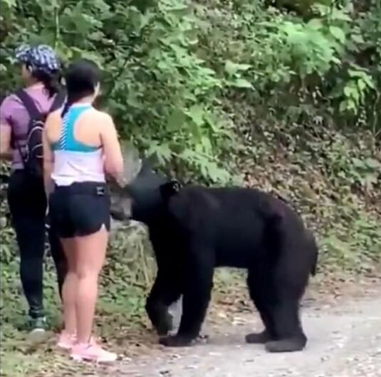 3名女子路遇黑熊被熊抱 下一秒的举动让人震惊