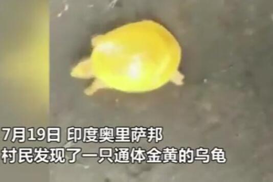 印度渔民发现金色乌龟 金色乌龟是什么品种为什么是金色的 印度渔民发现金色乌龟 金色乌龟是什么品种为什么是金色的
