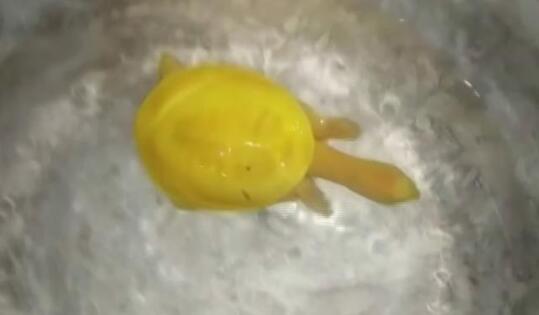 印度渔民发现金色乌龟 金色乌龟是什么品种为什么是金色的 印度渔民发现金色乌龟 金色乌龟是什么品种为什么是金色的