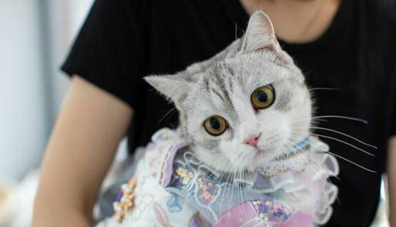 90后女孩给猫做汉服月入7万 事件始末详情介绍