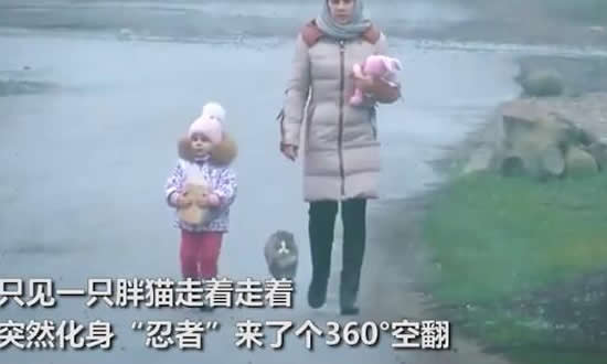 胖猫走路突然起飞360度空翻 现场画面曝光深藏功与名的胖猫 胖猫走路突然起飞360度空翻 现场画面曝光深藏功与名的胖猫