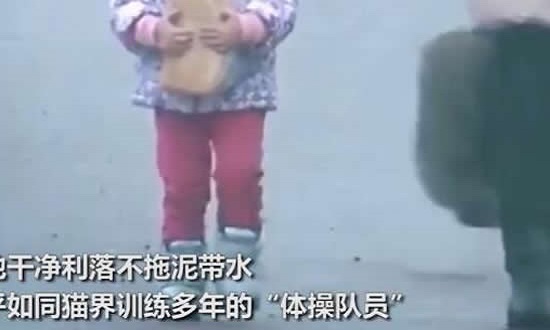 胖猫走路突然起飞360度空翻 现场画面曝光深藏功与名的胖猫 胖猫走路突然起飞360度空翻 现场画面曝光深藏功与名的胖猫