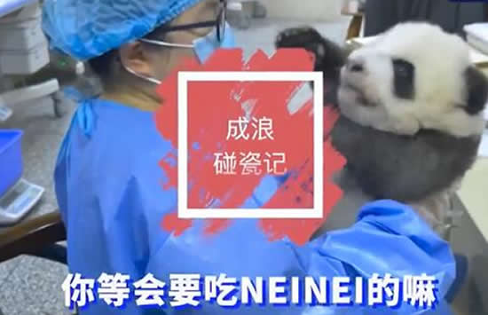 大熊猫宝宝和饲养员吵架全过程 现场画面曝光简直萌翻网友