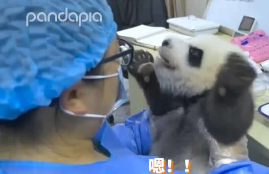 大熊猫宝宝和饲养员吵架全过程 现场画面曝光简直萌翻网友