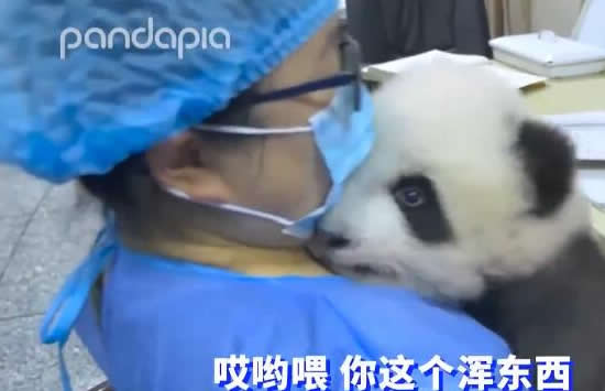 大熊猫宝宝和饲养员吵架全过程 现场画面曝光简直萌翻网友