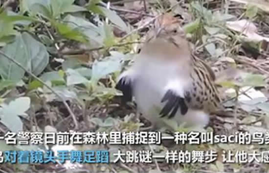 小鸟在镜头前跳机械舞 网友：鸟界的迈克尔杰克逊！
