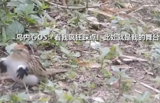 小鸟在镜头前跳机械舞 网友：鸟界的迈克尔杰克逊！