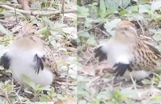 小鸟在镜头前跳机械舞 网友：鸟界的迈克尔杰克逊！